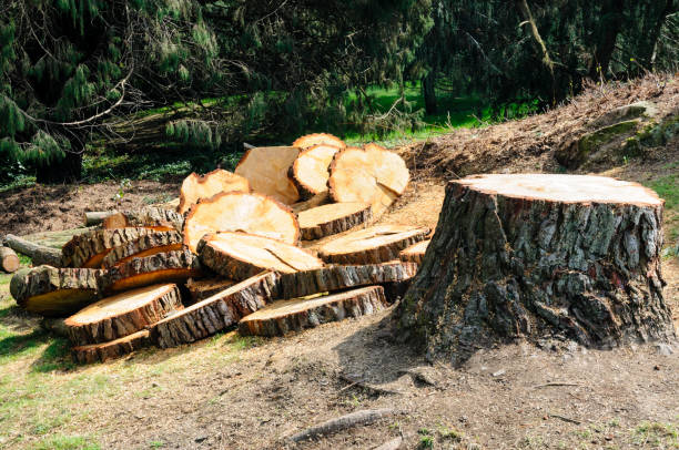 How Our Tree Care Process Works  in  Purcell, OK